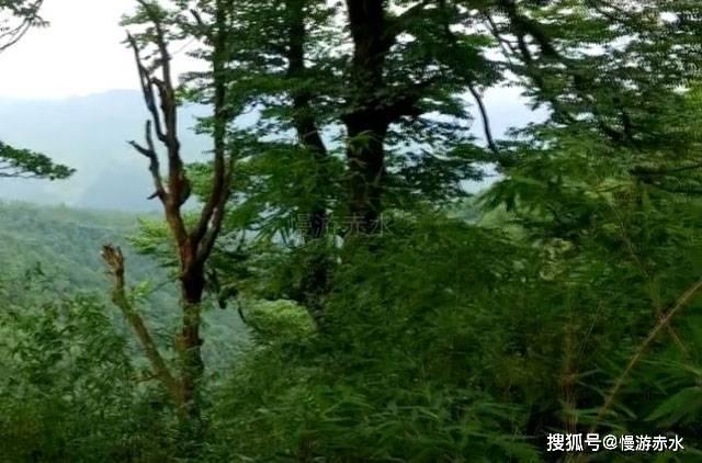 全民剧本大师内置菜单